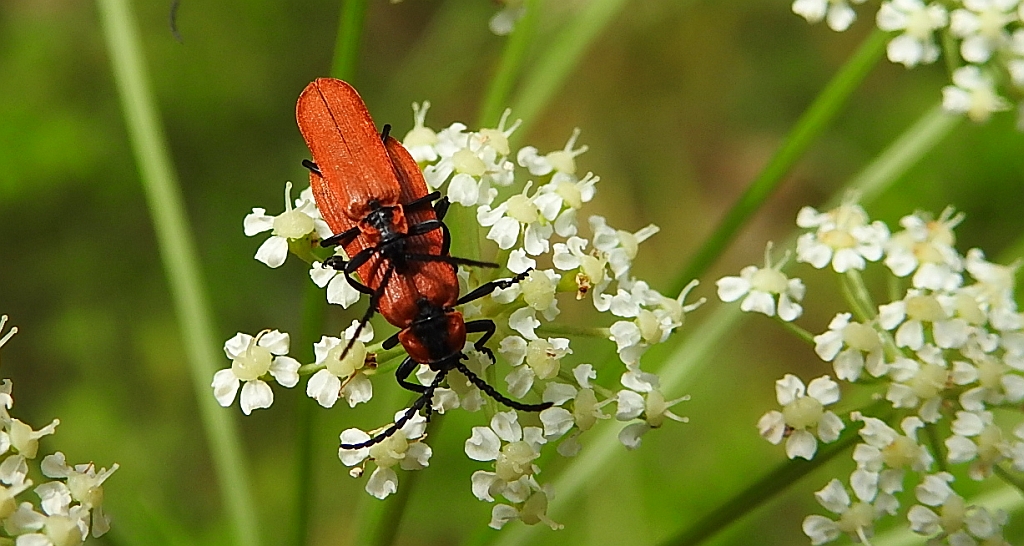 Karmazynek - Lygistopterus sanguineus