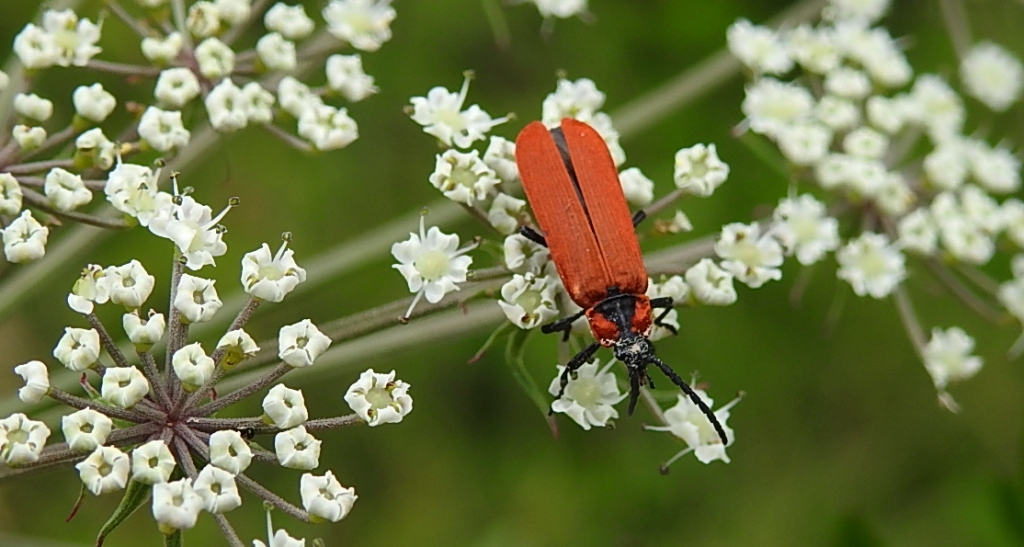 Karmazynek - Lygistopterus sanguineus