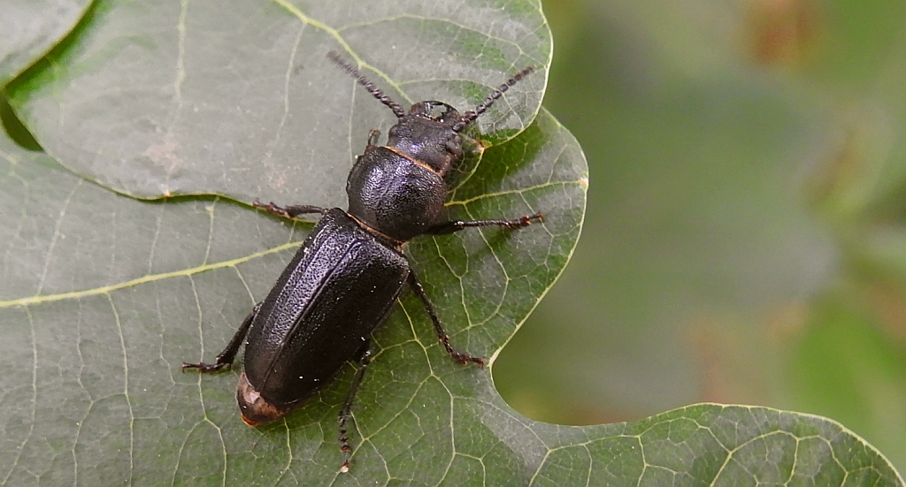 Kłopotek czarny (Spondylis buprestoides)