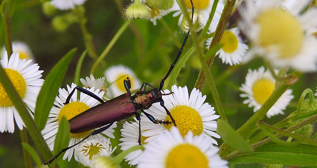 Wonnica piżmówka (Aromia moschata)