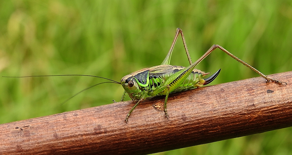Podłatczyn Roesela (Metrioptera roeselii)