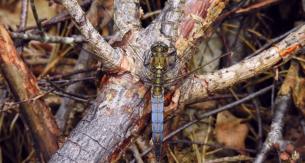 Lecicha pospolita (Orthetrum cancellatum)