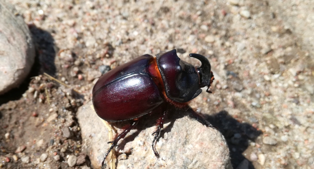Rohatyniec nosorożec, rohatyniec garbarz (Oryctes nasicornis)