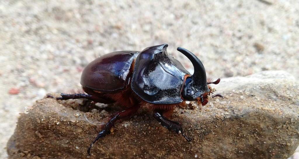 Rohatyniec nosorożec, rohatyniec garbarz (Oryctes nasicornis)