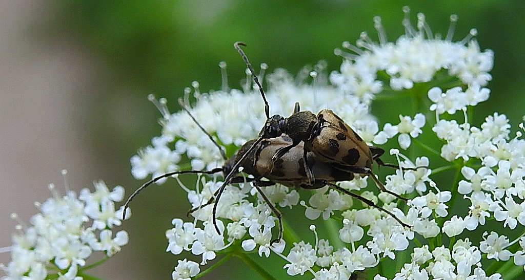 Krępień górski (Pachytodes cerambyciformis)