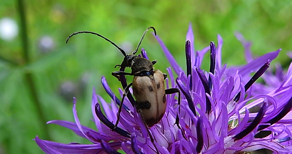 Krępień górski (Pachytodes cerambyciformis)