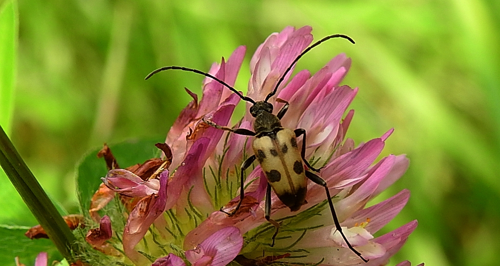 Krępień górski (Pachytodes cerambyciformis)
