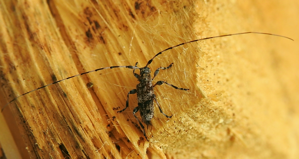 Tycz mniejszy (Acanthocinus griseus)