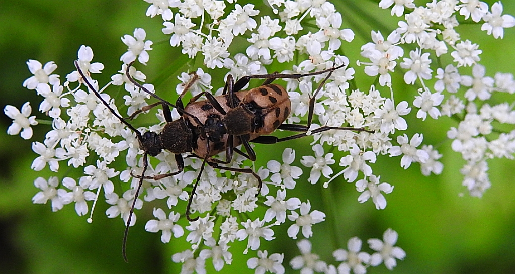 Krępień górski (Pachytodes cerambyciformis)