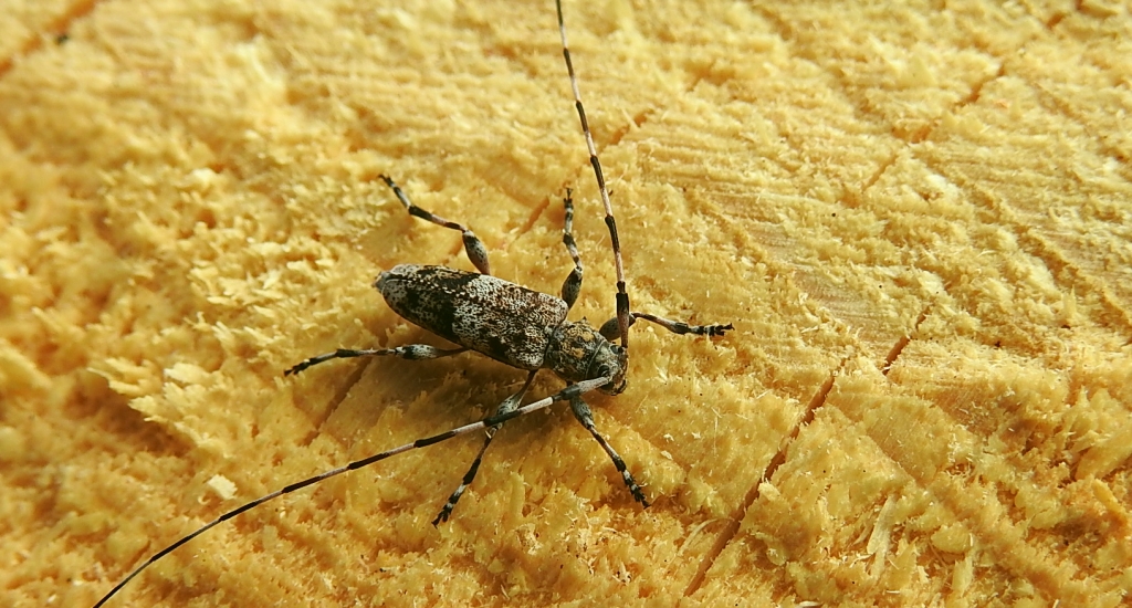 Tycz mniejszy (Acanthocinus griseus)