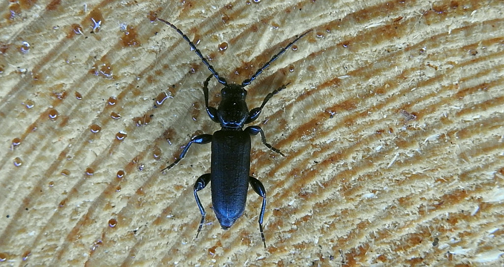 Zagwozdnik fiołkowy, ściga fioletowa (Callidium violaceum)