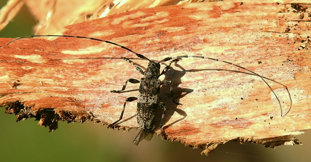 Tycz mniejszy (Acanthocinus griseus)