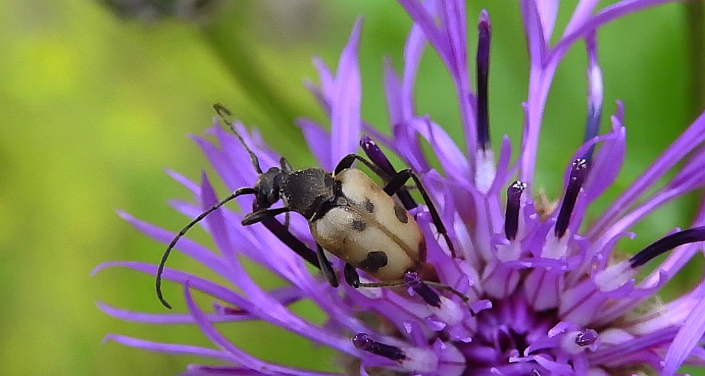 Krępień górski (Pachytodes cerambyciformis)