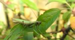 Modliszka zwyczajna (Mantis religiosa)