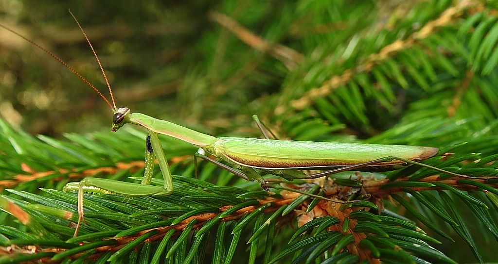 Modliszka zwyczajna (Mantis religiosa)