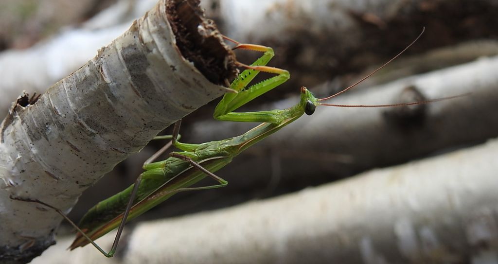 Modliszka zwyczajna (Mantis religiosa)