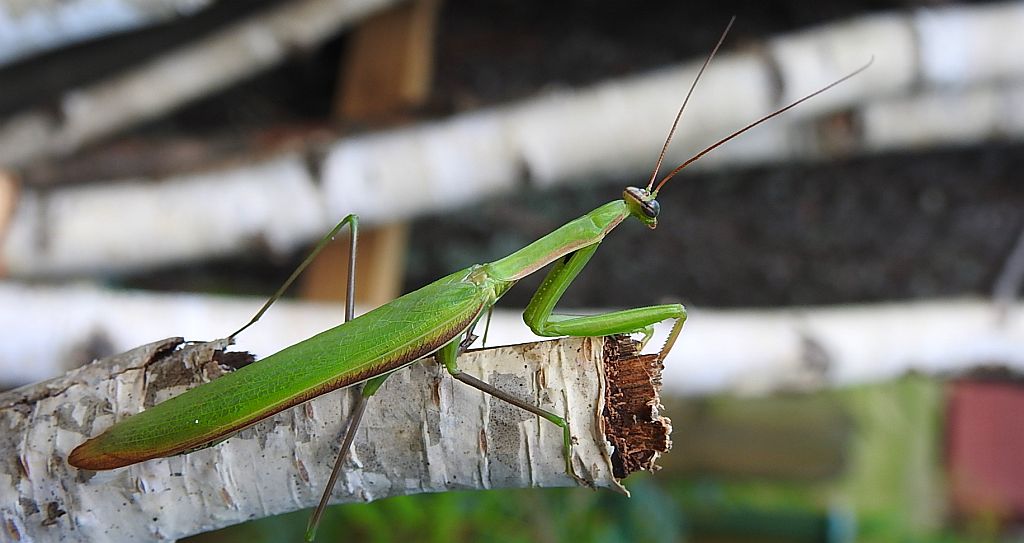 Modliszka zwyczajna (Mantis religiosa)