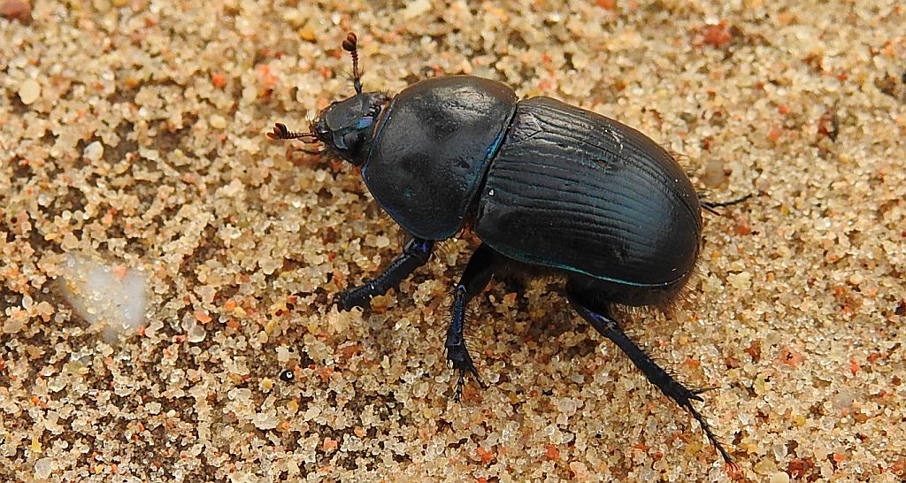 Żuk wiosenny (Trypocopris [Geotrupes] vernalis)
