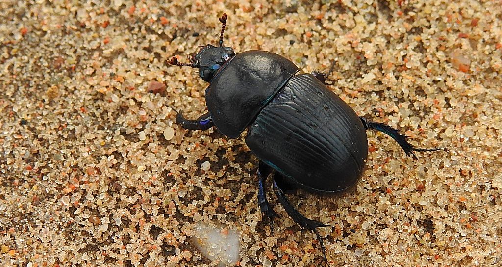 Żuk wiosenny (Trypocopris [Geotrupes] vernalis)