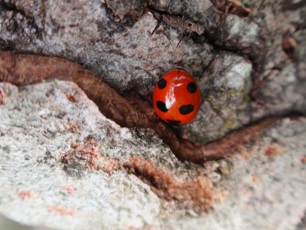Biedronka (Coccinella magnifica)