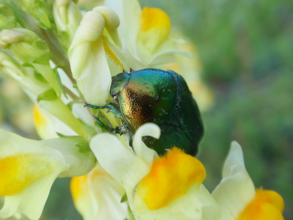 Kruszczyca złotawka (Cetonia aurata)