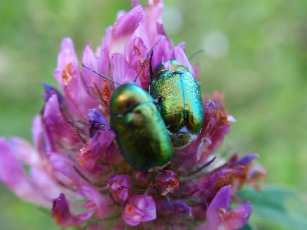 Zmróżka (Cryptocephalus aureolus)