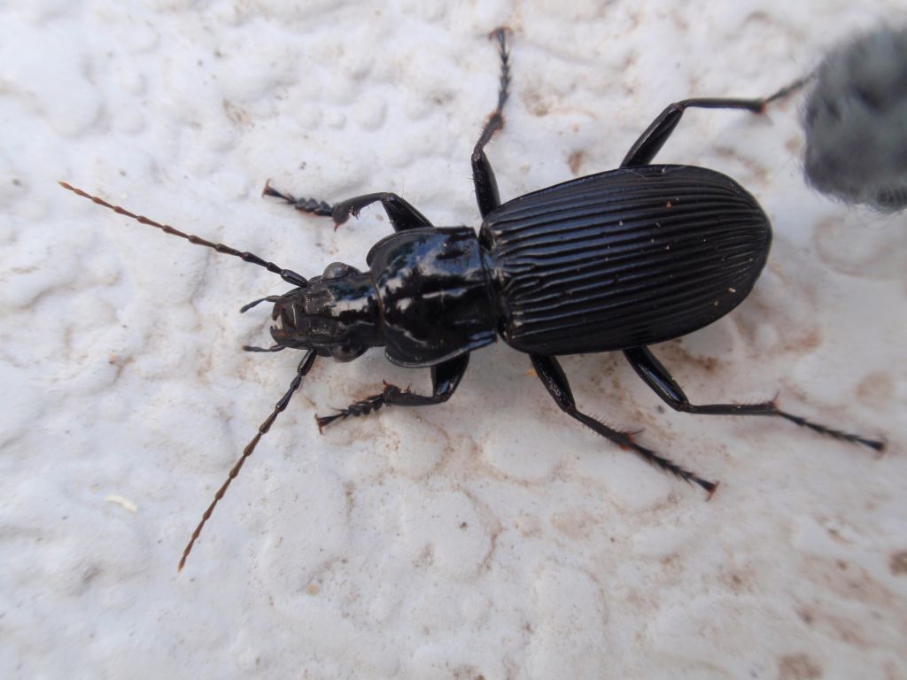 Szykoń czarny (Pterostichus niger)