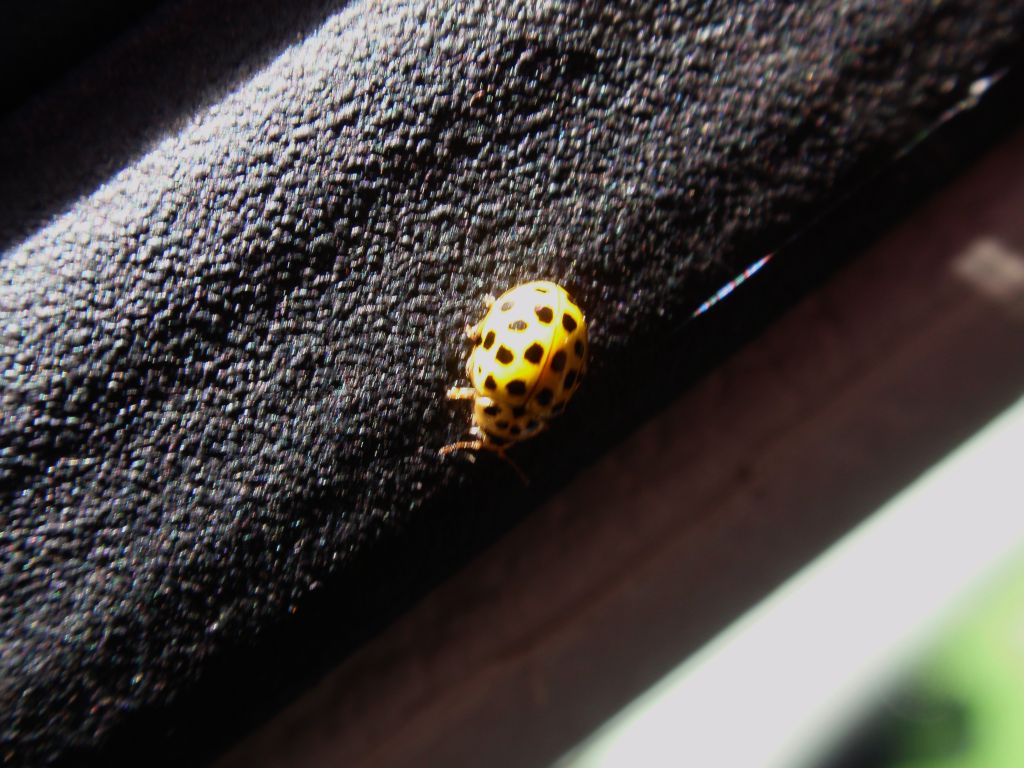 Biedronka mączniakówka, kroszela, biedronka dwudziestodwukropka (Psyllobora vigintiduopunctata)