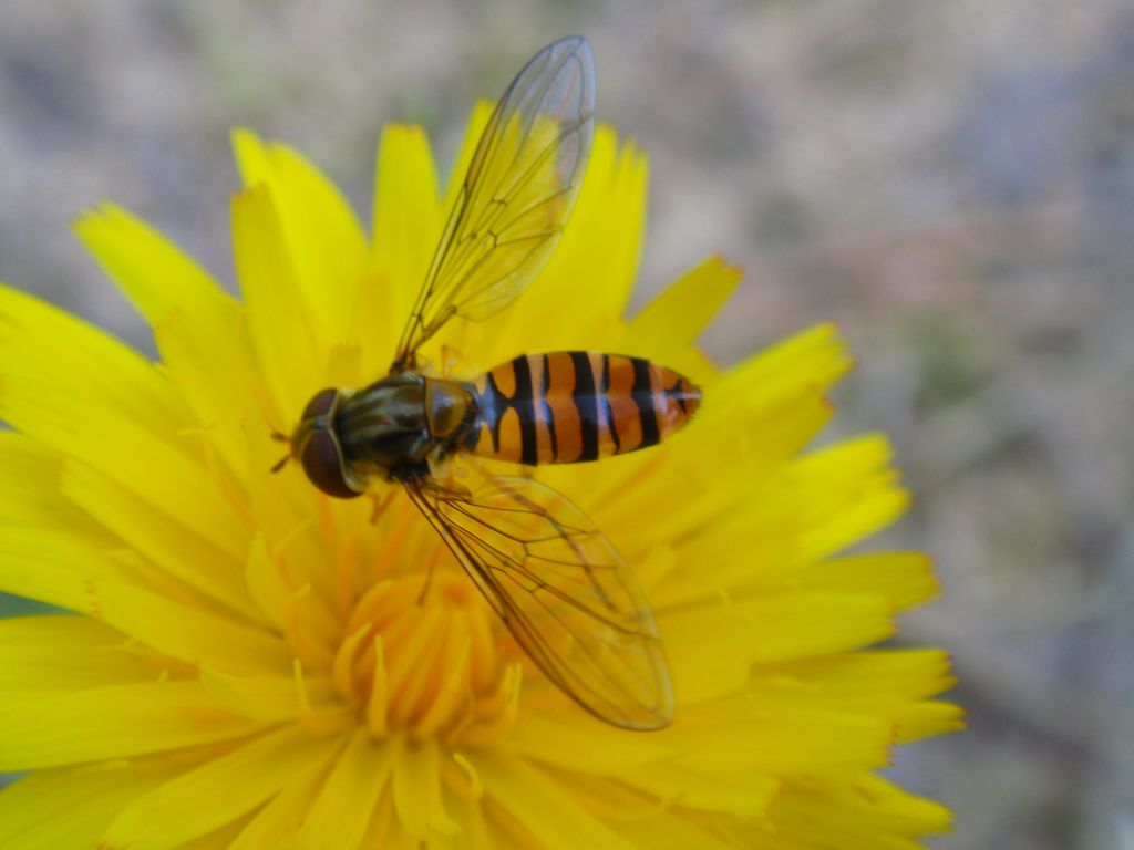 Bzyg prążkowany (Episyrphus balteatus)