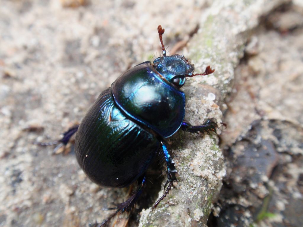Anoplotrupes stercorosus