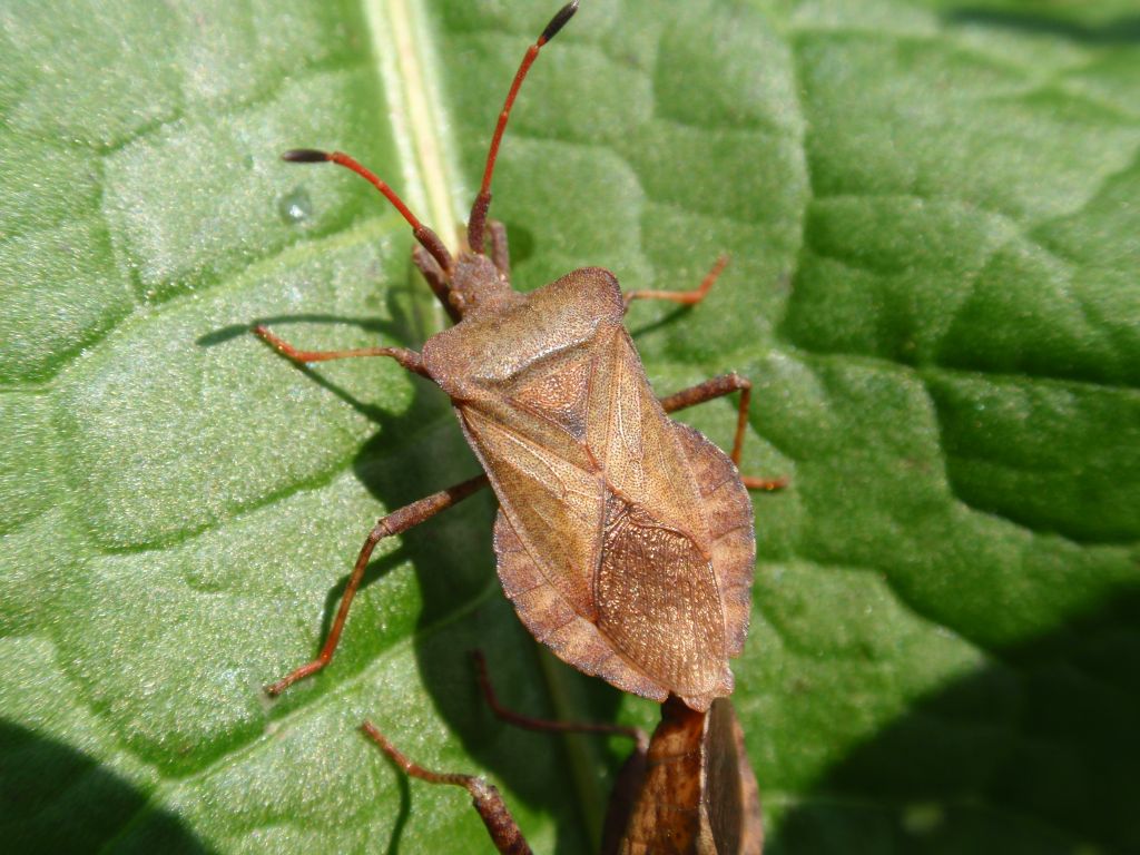 Wtyk straszyk (Coreus marginatus)