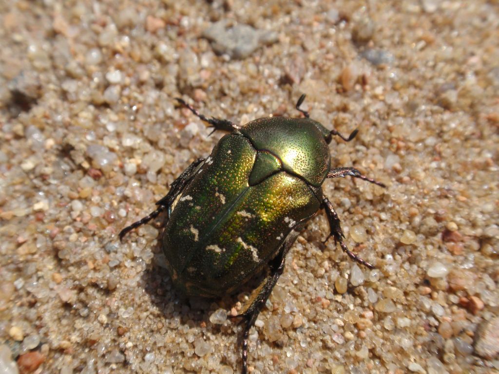 Kwietnica różówka (Protaetia metallica)