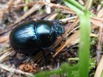 Anoplotrupes stercorosus
