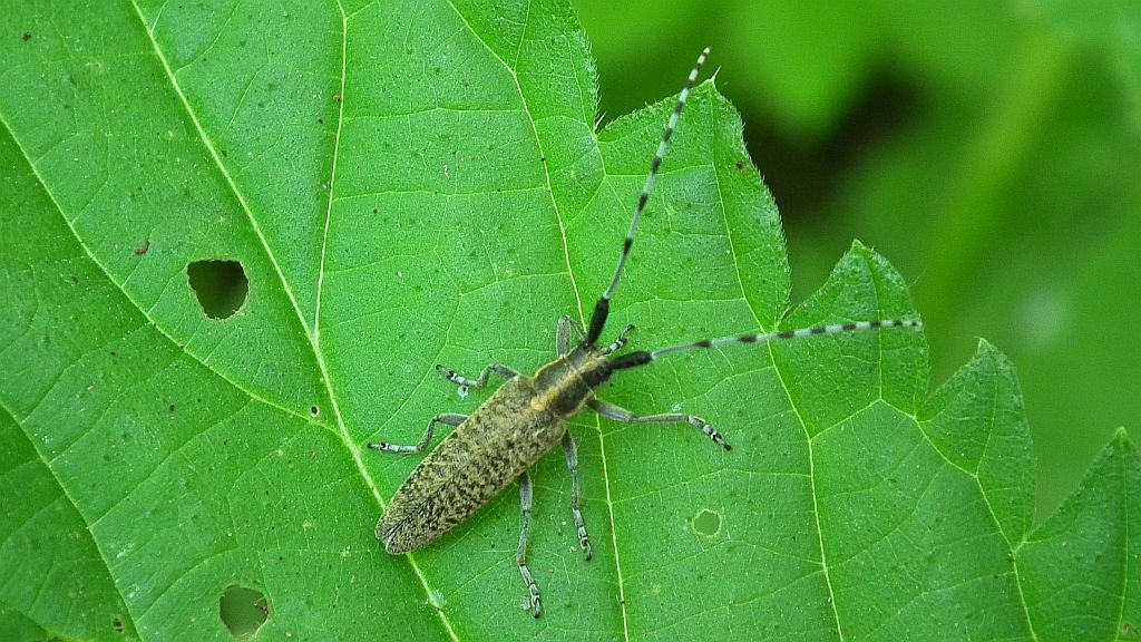 Zgrzytnica zielonkawowłosa (Agapanthia villosoviridescens)