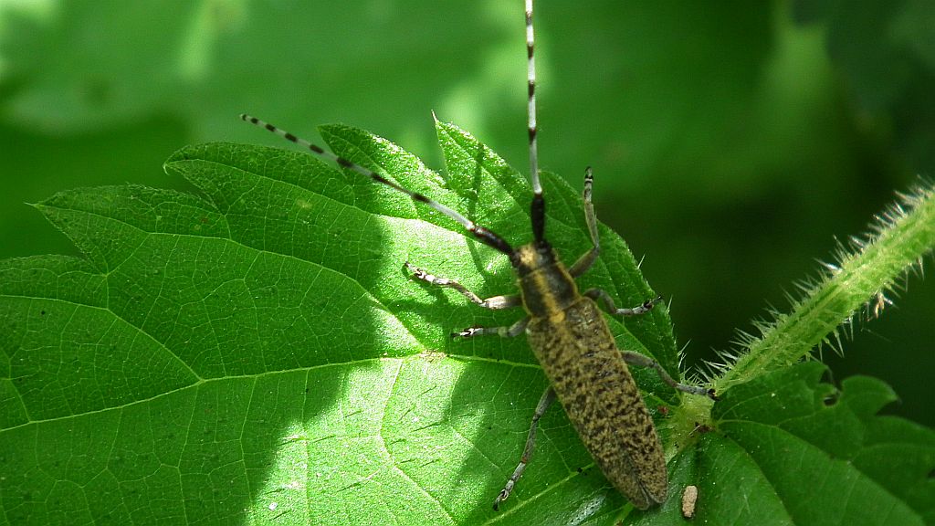 Zgrzytnica zielonkawowłosa (Agapanthia villosoviridescens)