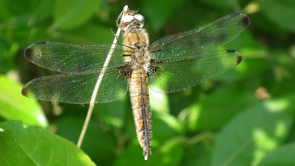 Ważka żółta, ważka ruda (Libellula fulva)