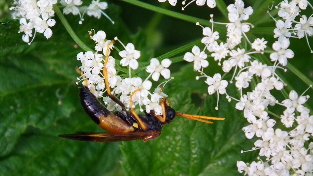 Pilarz polny Tenthredo campestris