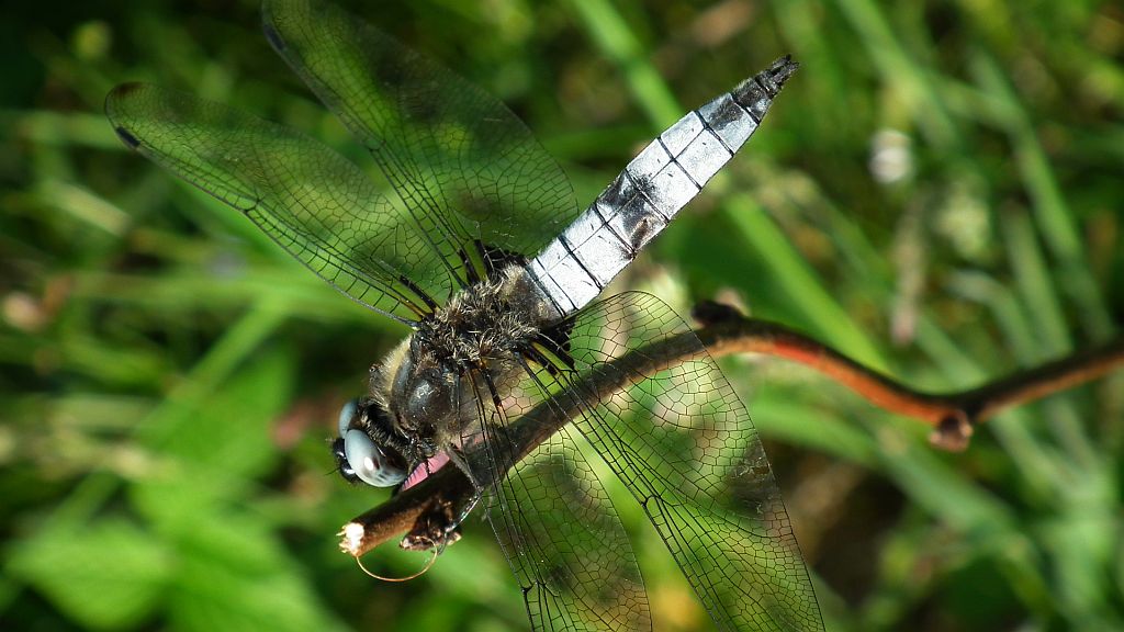 Ważka płaskobrzucha, ważka płaska (Libellula depressa)