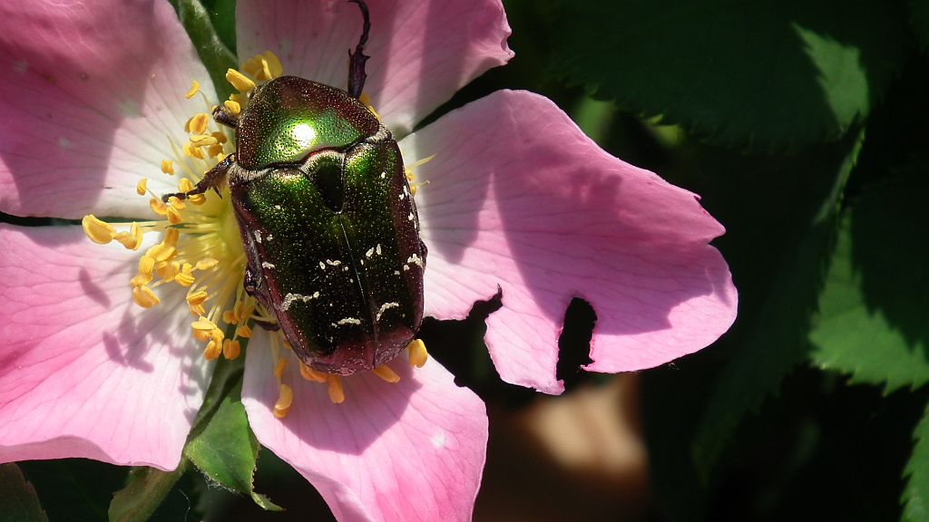 Kruszczyca złotawka (Cetonia aurata)