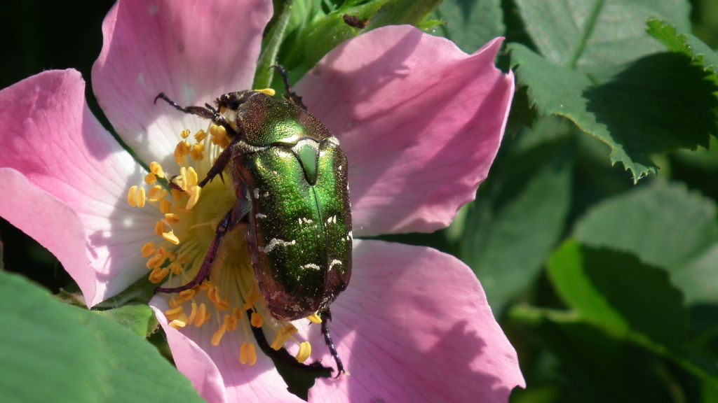Kruszczyca złotawka (Cetonia aurata)