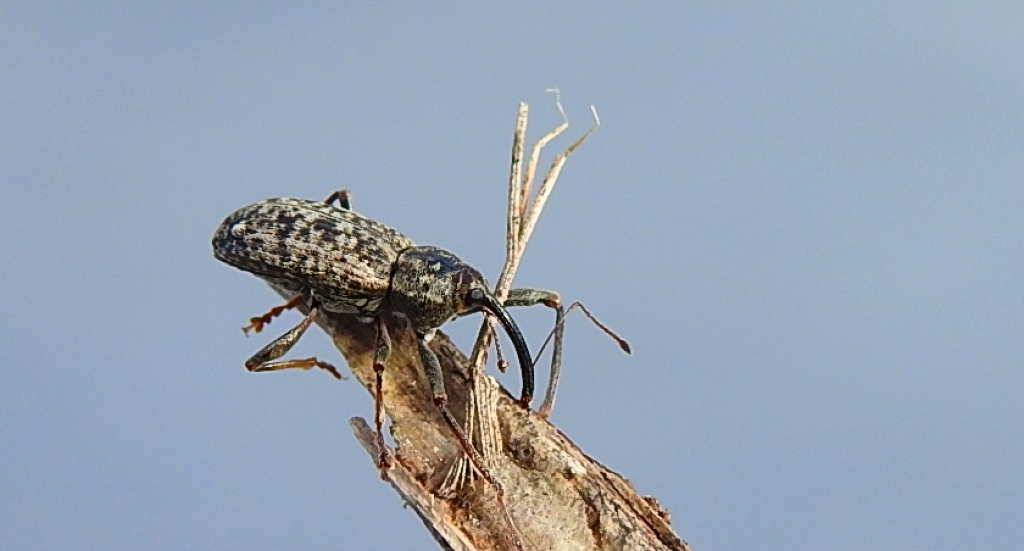 Wierciołek długoręki (Dorytomus longimanus)