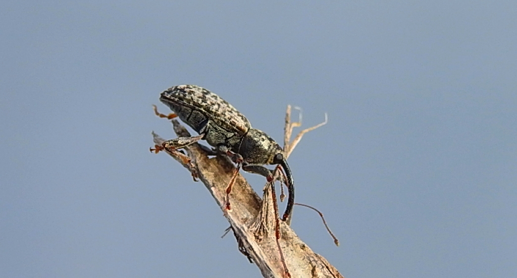 Wierciołek długoręki (Dorytomus longimanus)