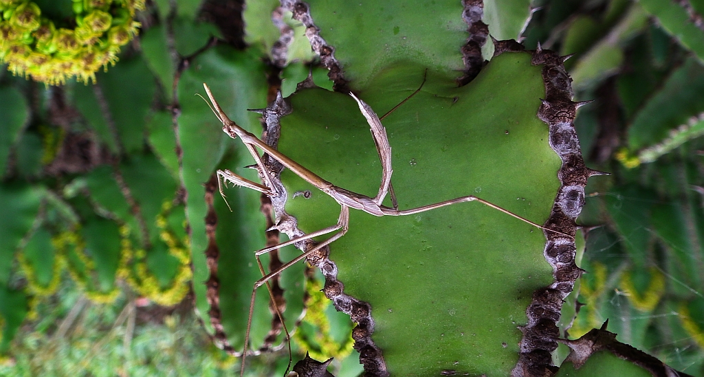 Modliszka śródziemnomorska (Empusa pennata)