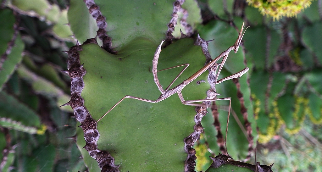Modliszka śródziemnomorska (Empusa pennata)