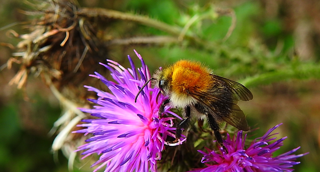 Trzmiel polny (Bombus agrorum)