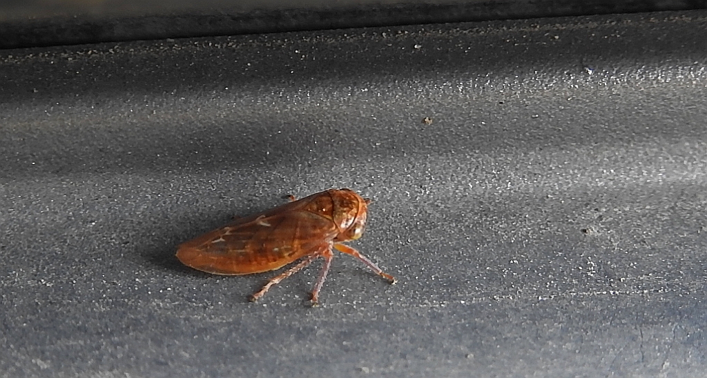 Pienik ślinianka (Philaenus spumarius)