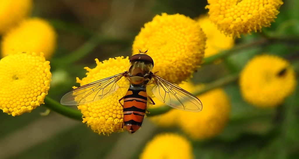 Bzyg prążkowany (Episyrphus balteatus)