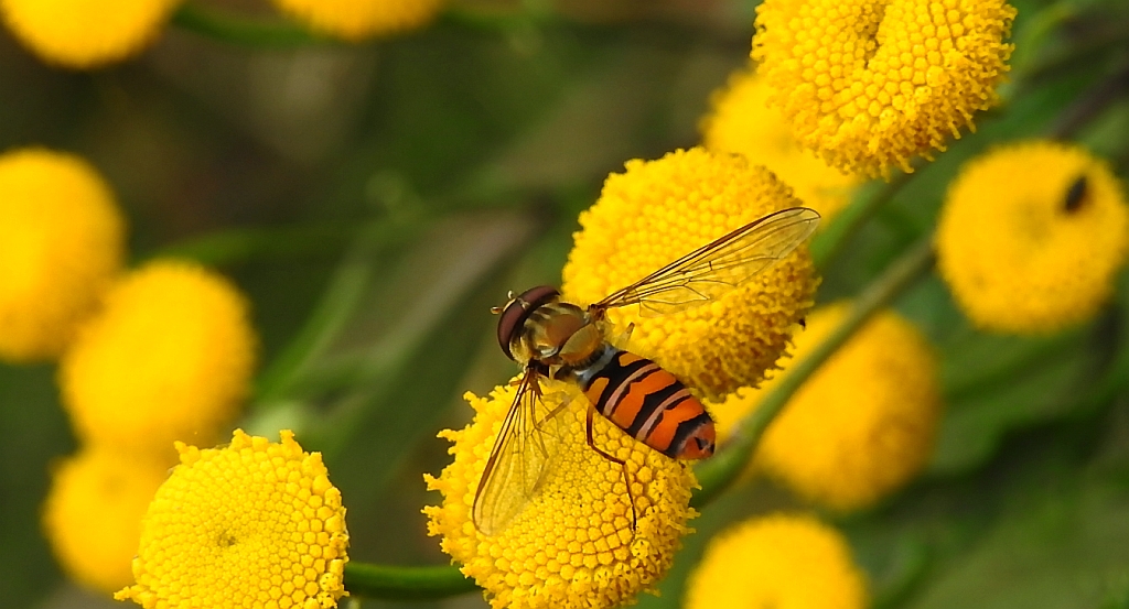 Bzyg prążkowany (Episyrphus balteatus)