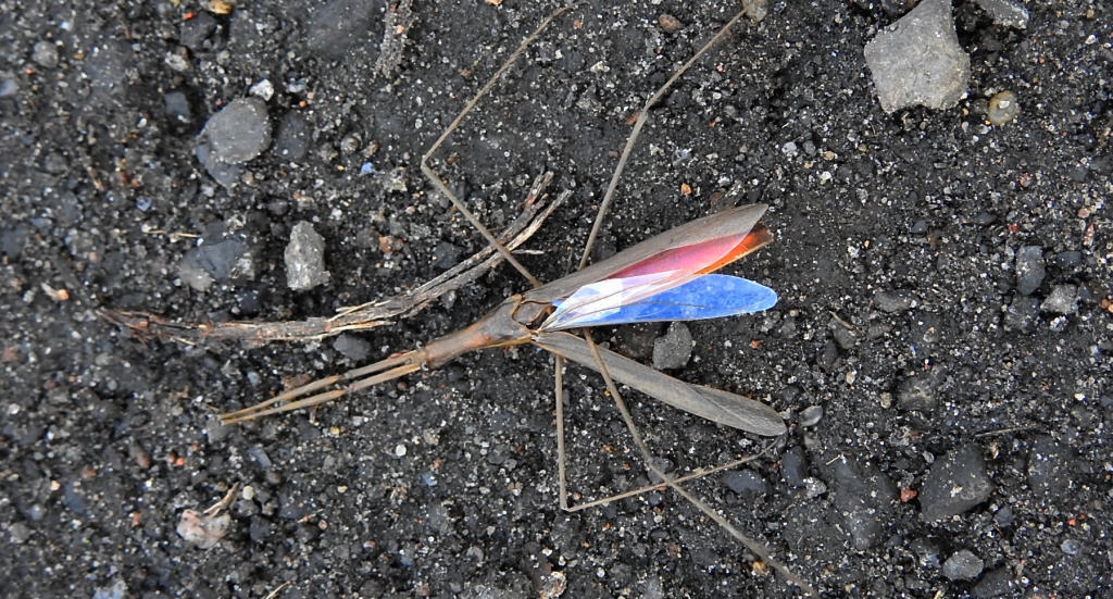 Topielnica, topielica (Ranatra linearis)