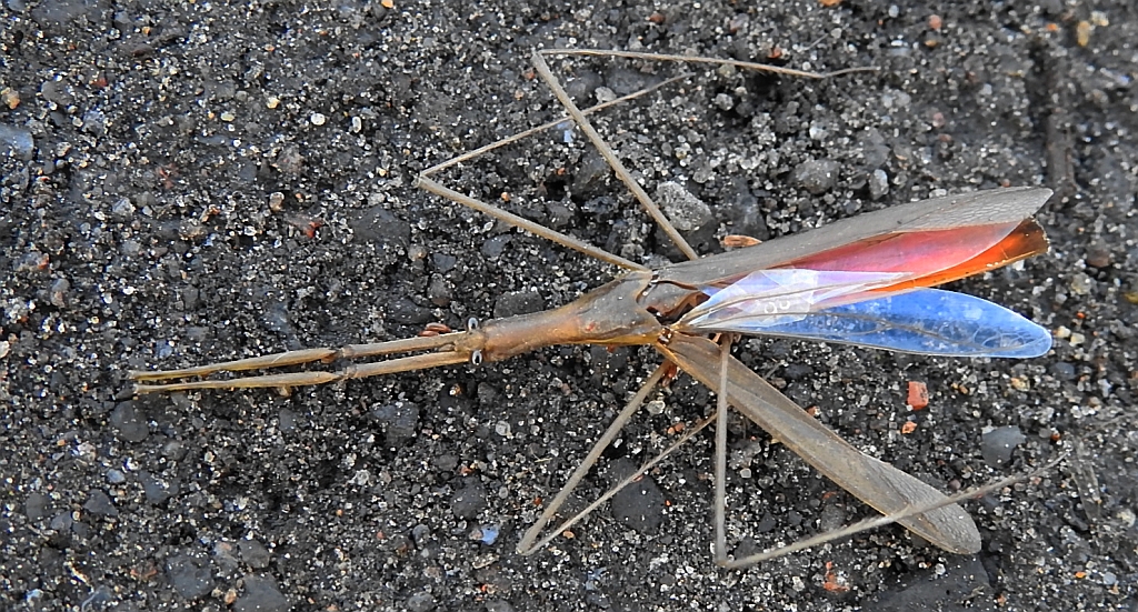 Topielnica, topielica (Ranatra linearis)